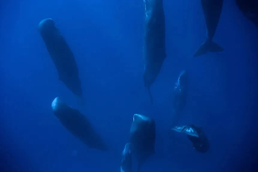 07-sleeping-whale-pod Large.webp