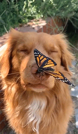 1.gif