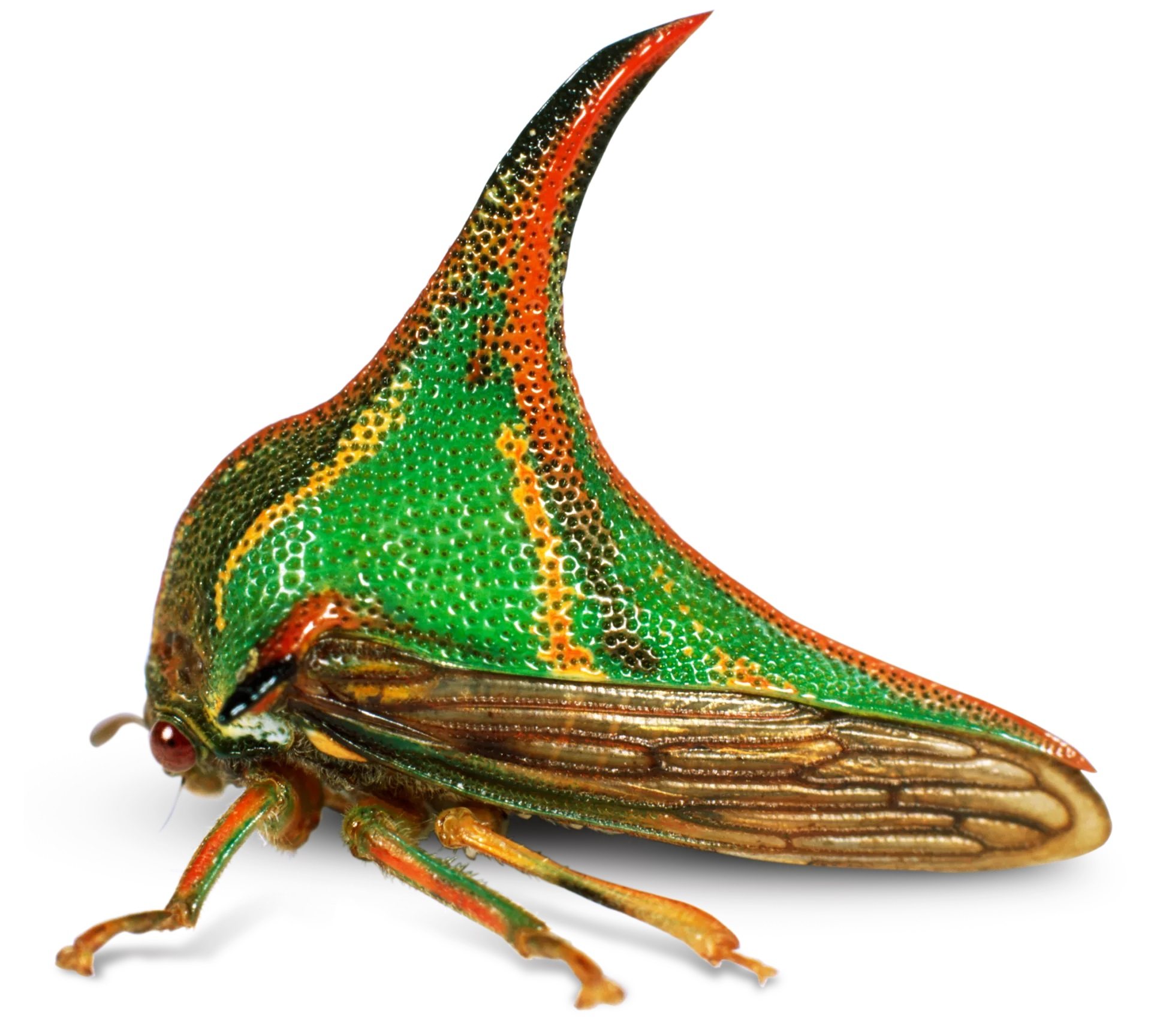 10-thorn-bug-interesting-facts-1703565804.jpeg