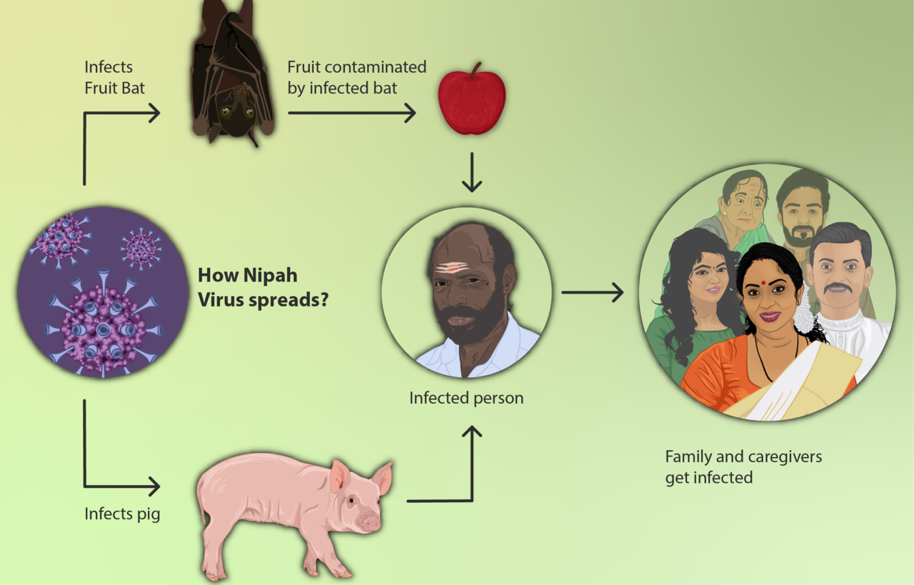 1280px-How_the_Nipah_Virus_spreads.png