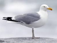 Image result for seagull