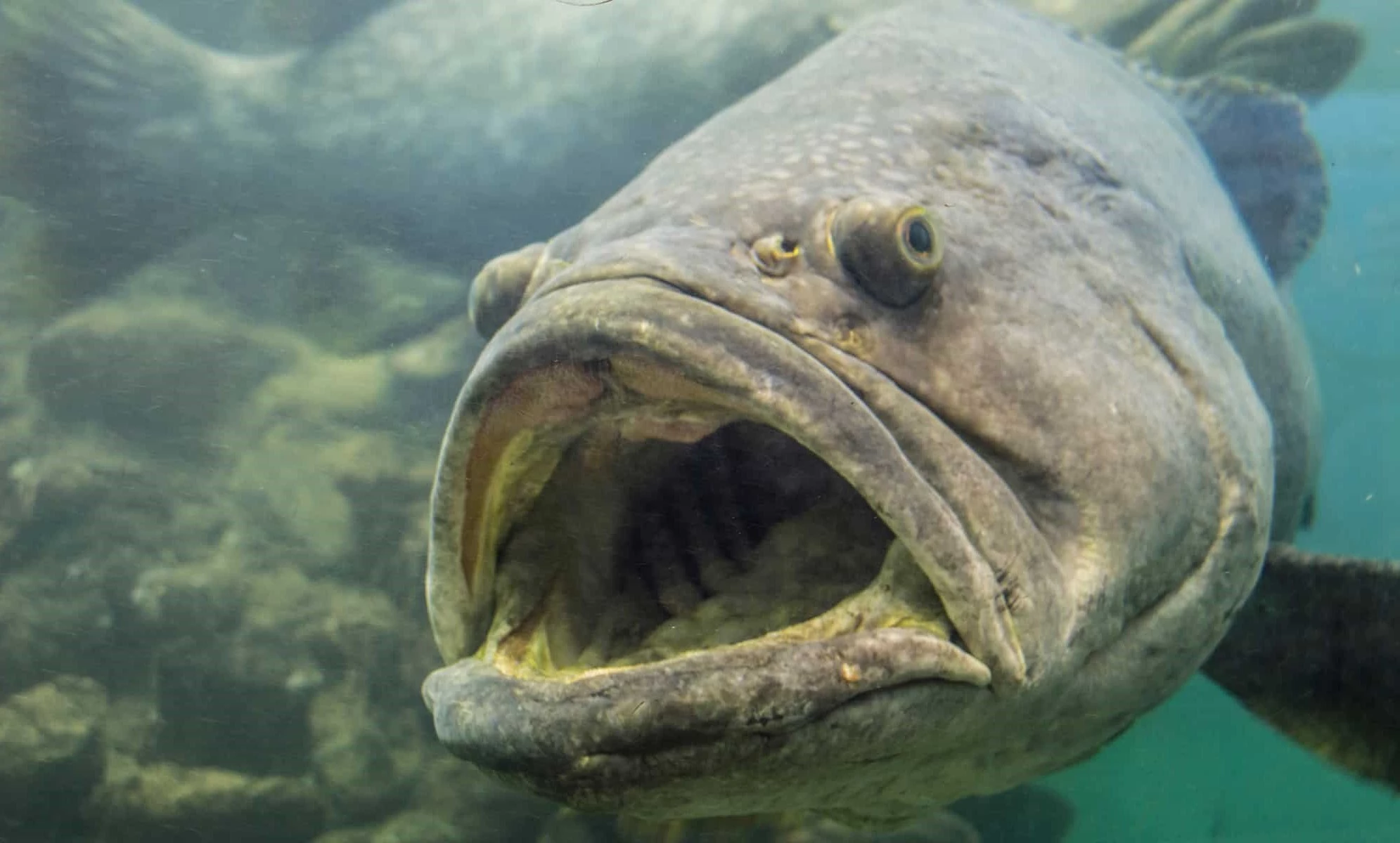 16-facts-about-grouper-1689146114.webp