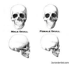 Diffrentiate male skull from female skull