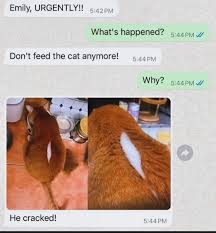 1739062621905.jpeg