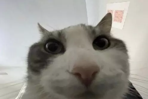 1744913193726.webp