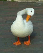 180px-BentDuck.jpeg