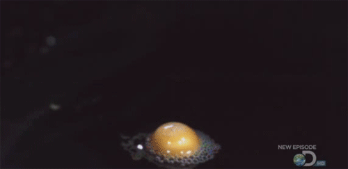 1tan.gif