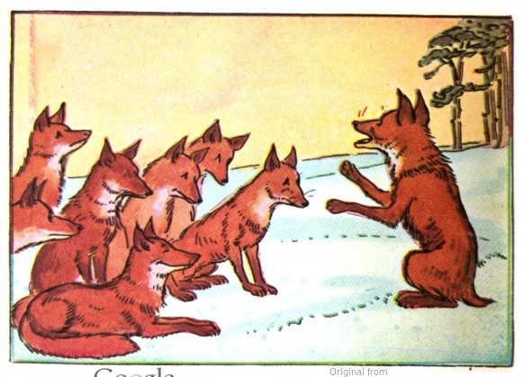 22_OVER_FED_FOX.jpeg