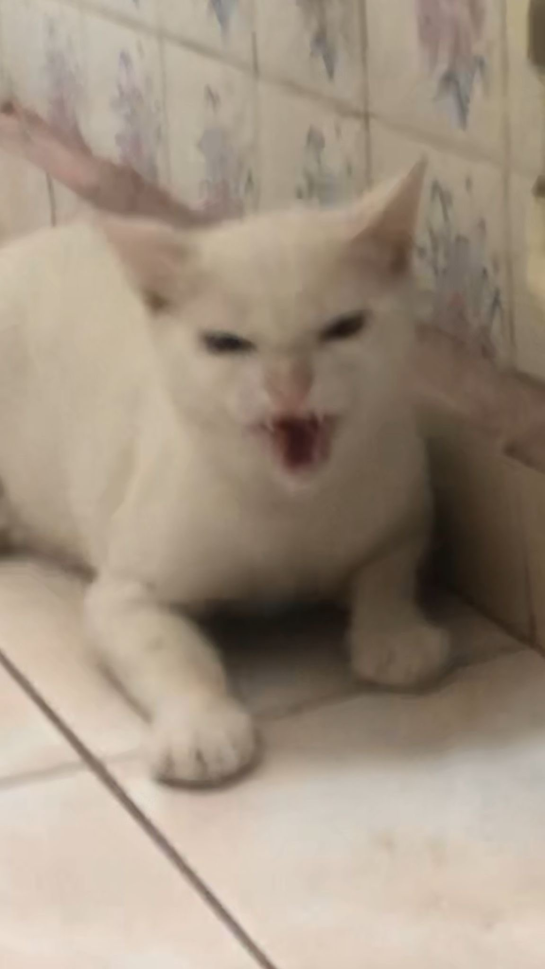 239b0481ea04b270775369821b2c47e9d192f0df4af6ca73fc2ad9def6df162c.png