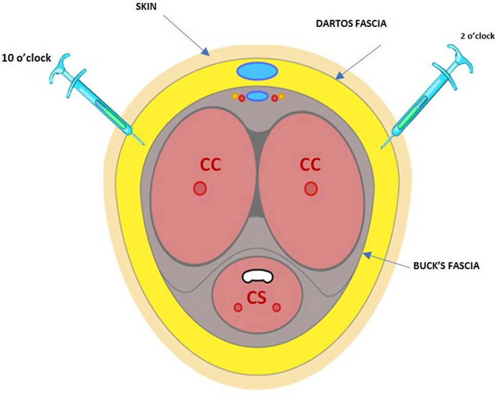 261_2020_2788_Fig5_HTML.png