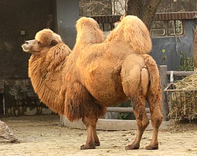 280px-2011_Trampeltier_1528.jpeg
