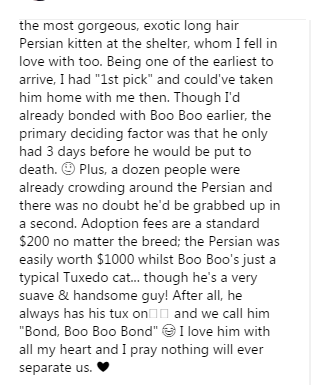 3.2 cat.png