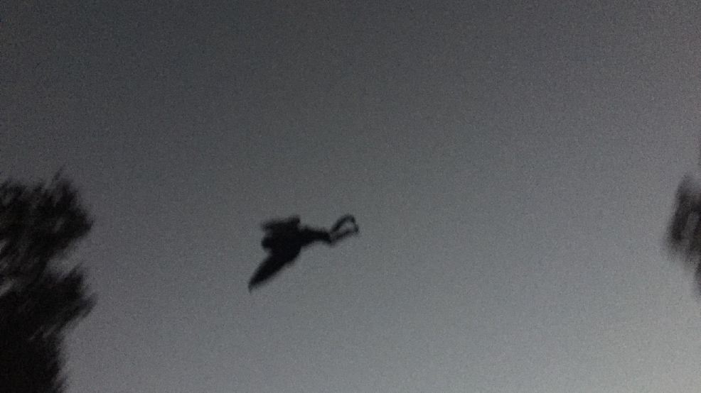 662665d1-107c-49fd-a7ee-c9915ab954f5-large16x9_mothman1.jpeg