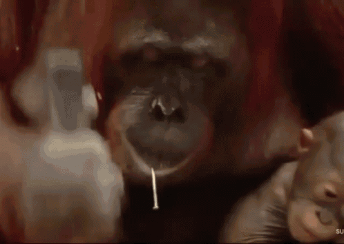 686D4FCB-54F9-4E71-A1A3-24E2FDEB567C.gif