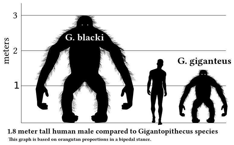 775px-Gigantopithecus_v_human_v1.svg.png