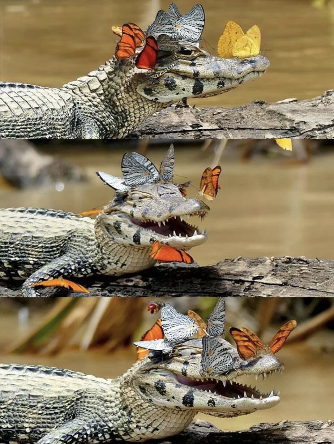 693344