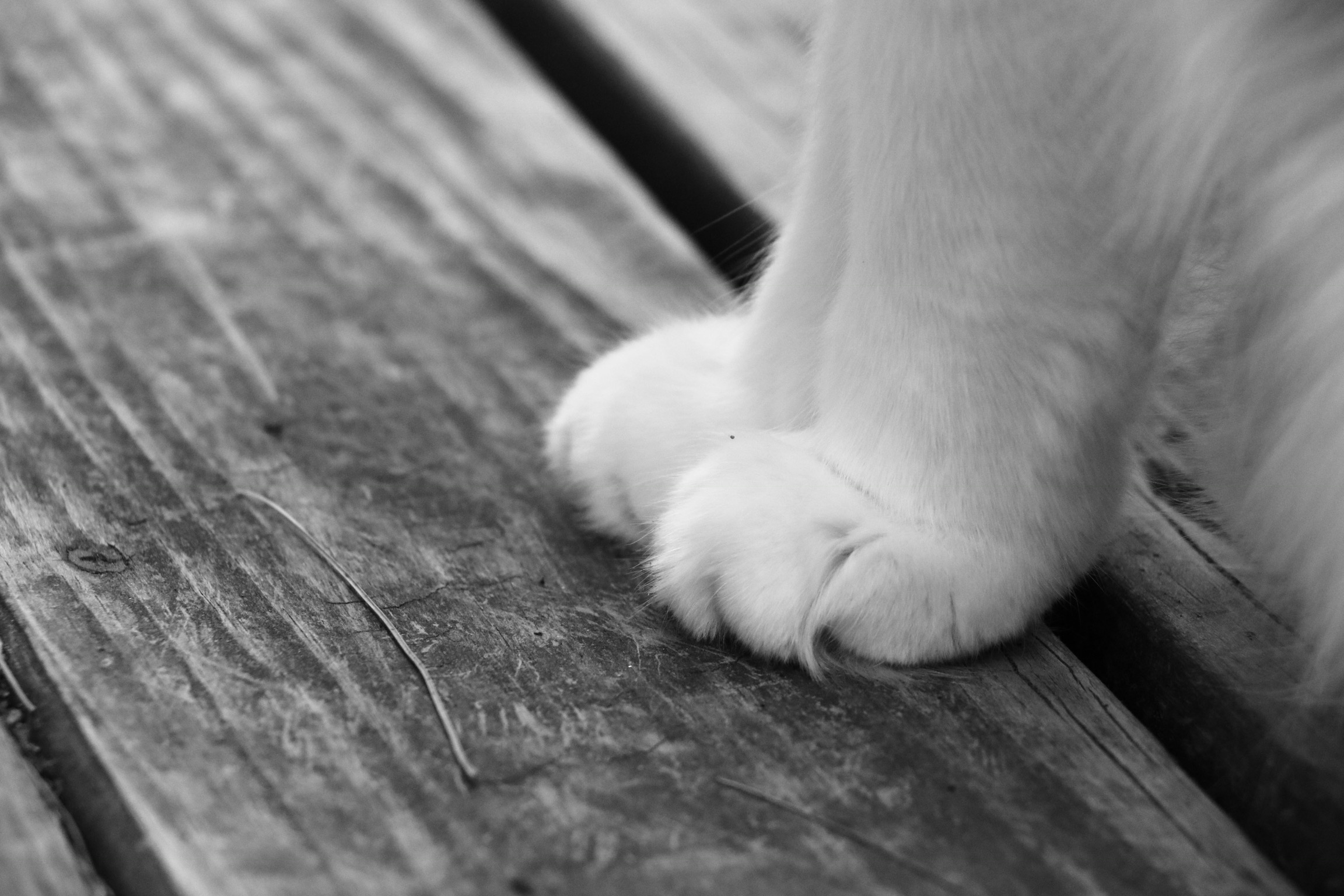 A693AB12-98B5-40FF-87C9-43C976A4D028.jpeg
