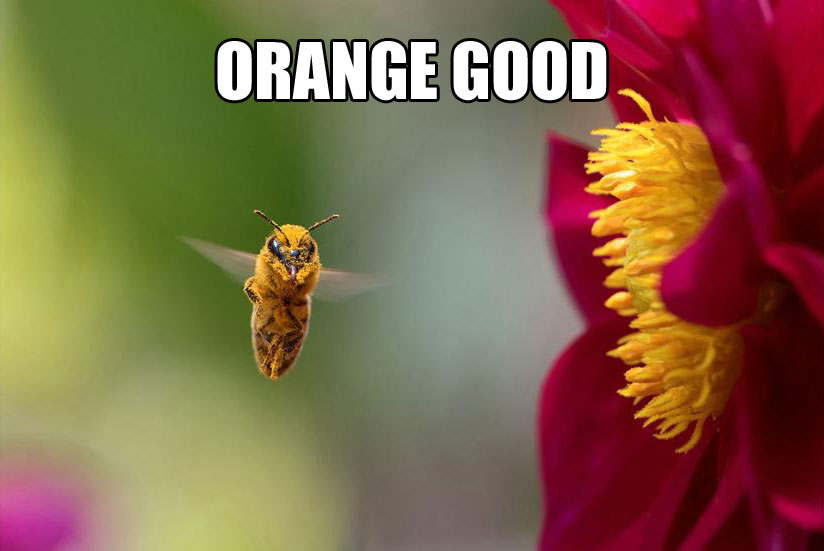 a9aeee48367625aa2c7f12f2a4c6826e1e9a535f2c814994ffc7b33a7cc60746.jpg