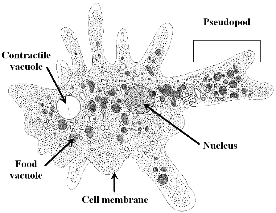 amoeba1.gif