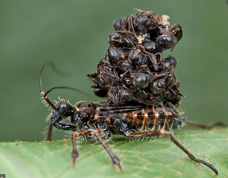 assassin bug.png