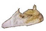 assnap 1.png