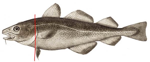 atlantic_cod_farmed.JPG