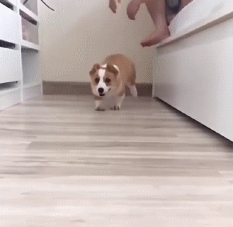 aww.gif
