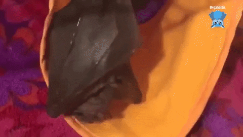 bat.gif