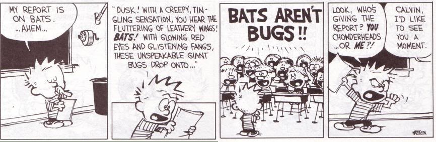 bats-arent-bugs.jpg