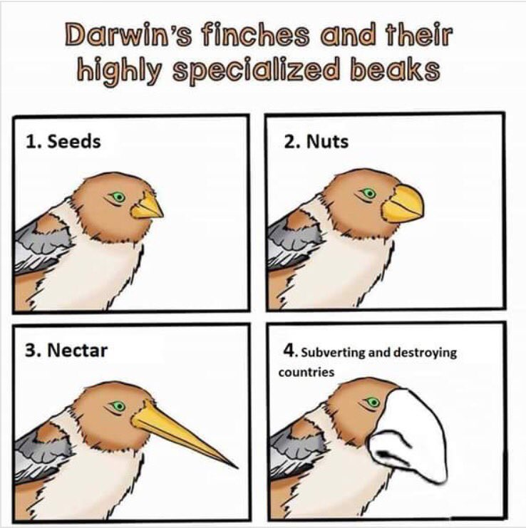 beaks_for_each_bird.png