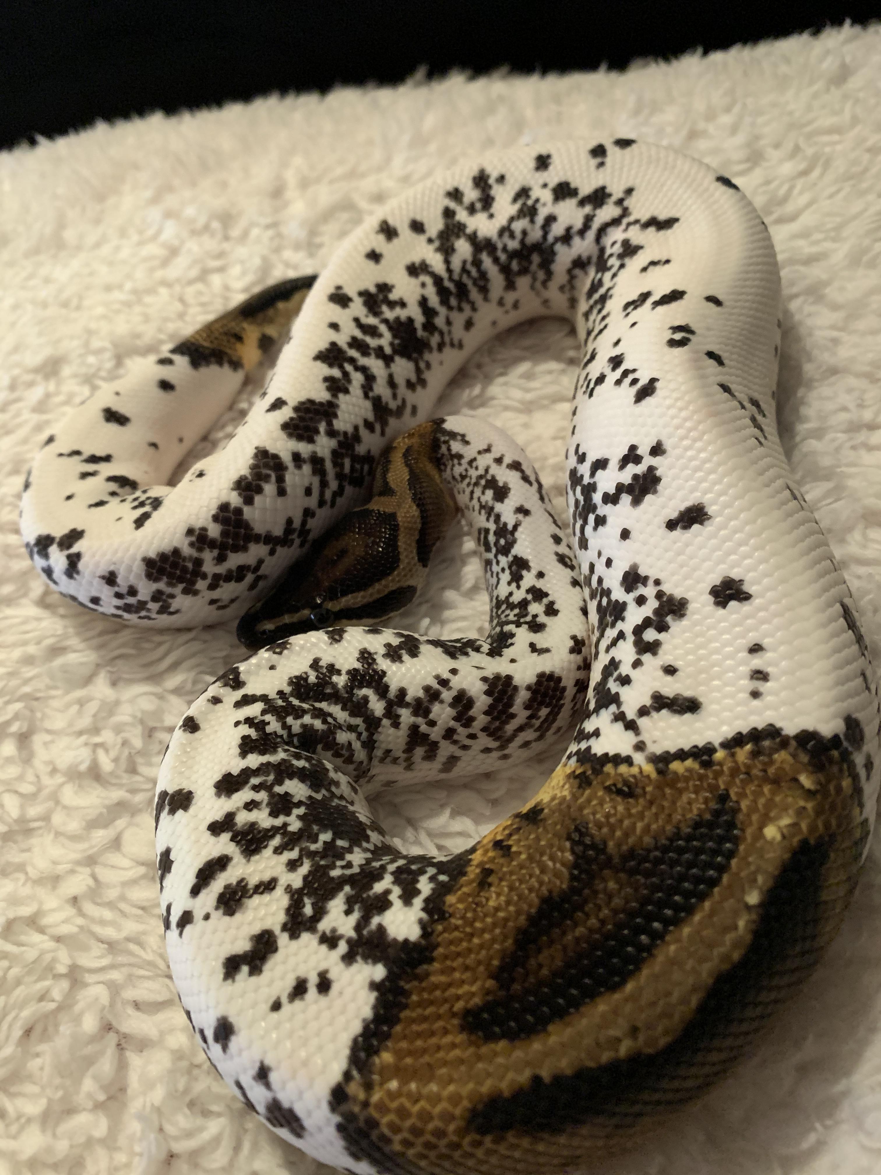 BeautifulWhiteBallPython.jpg