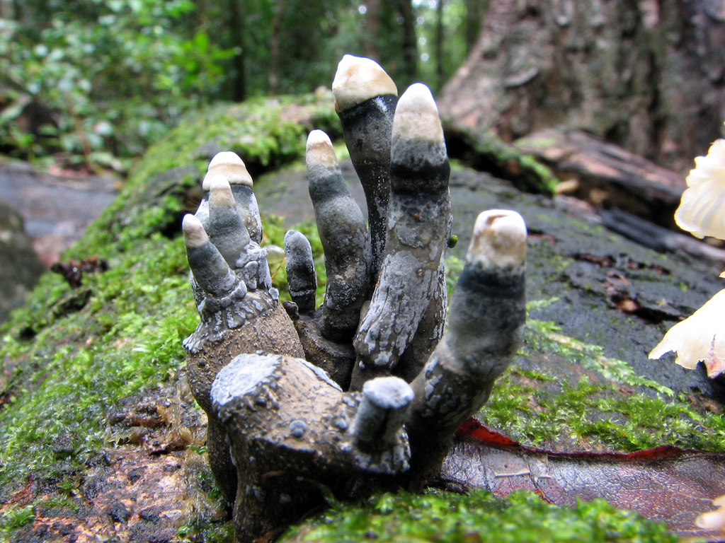 bellss_hand.jpeg