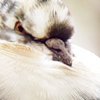 berd.png