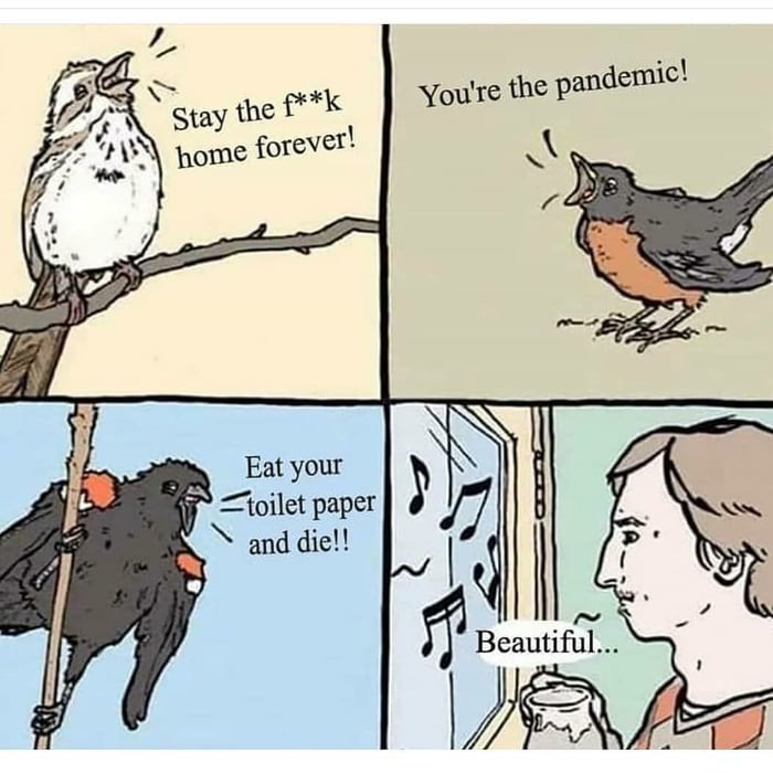 birb.jpeg
