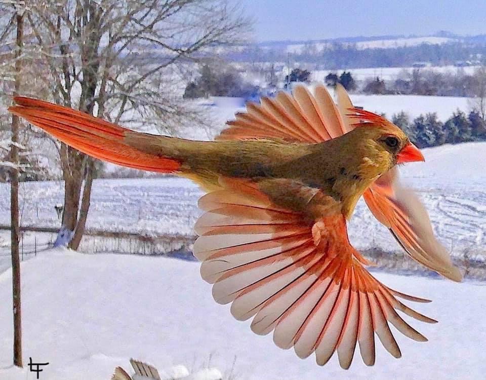 birb.jpg