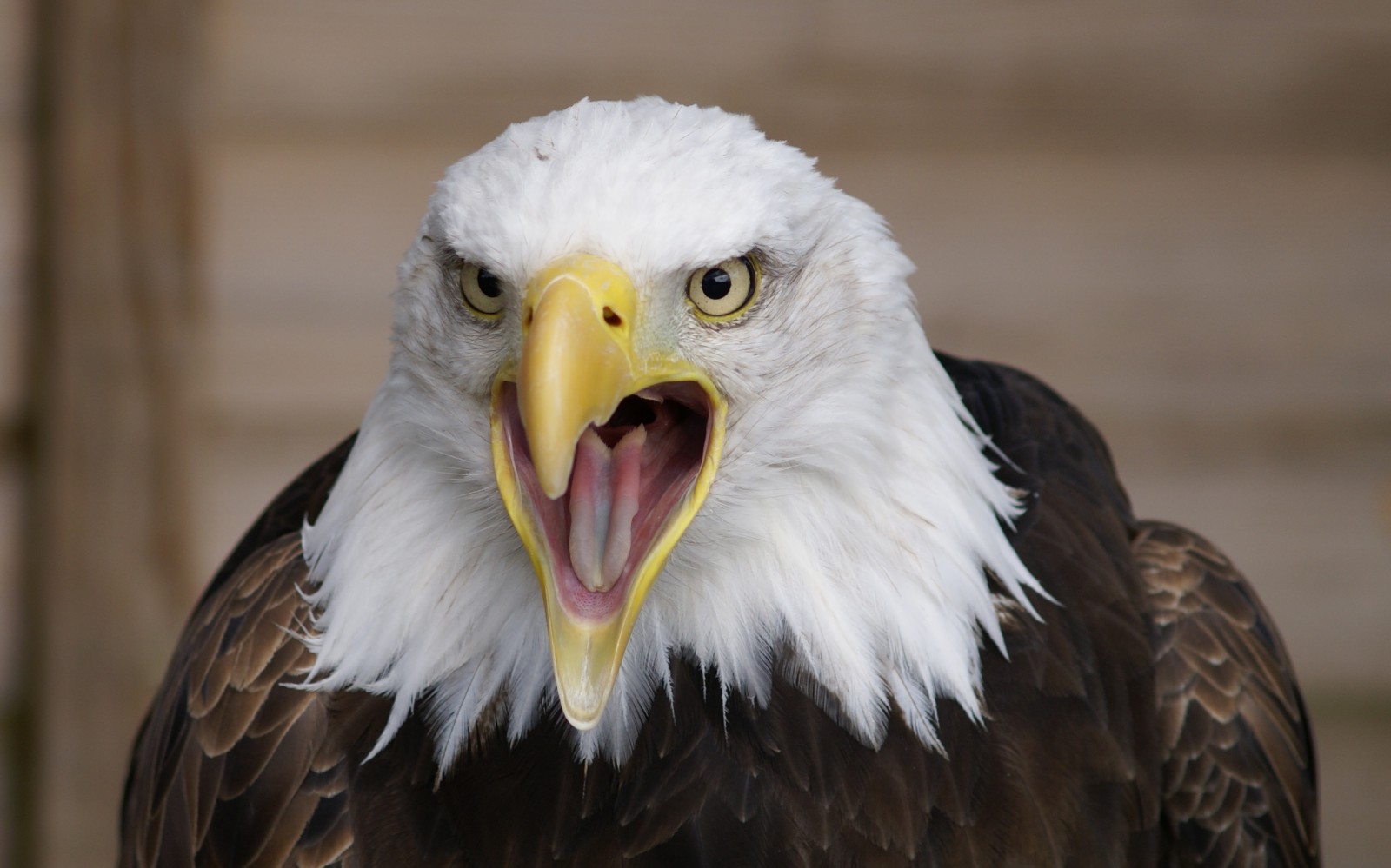 birb.jpg