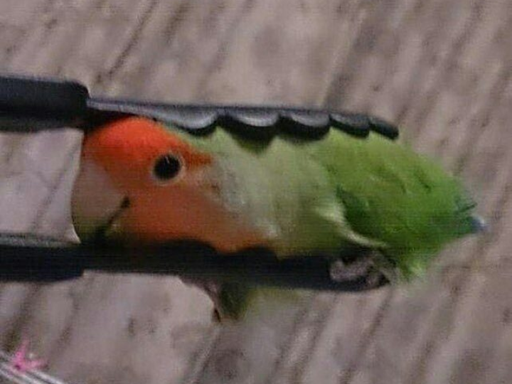 birb1.png
