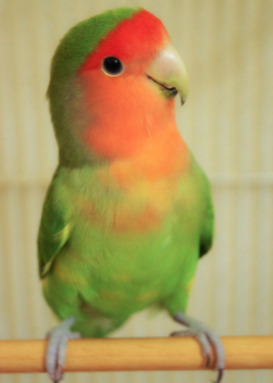 bird.png