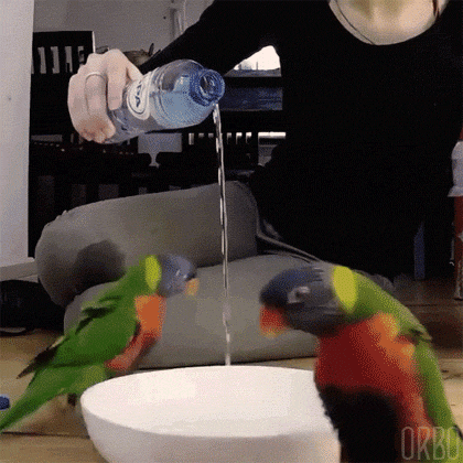 bird ritual.gif