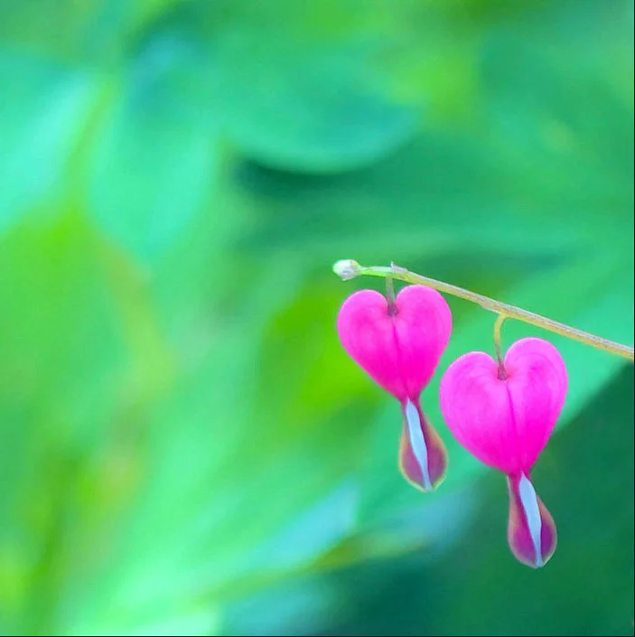 bleeding hearts.webp