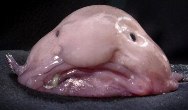 blobfish.jpg