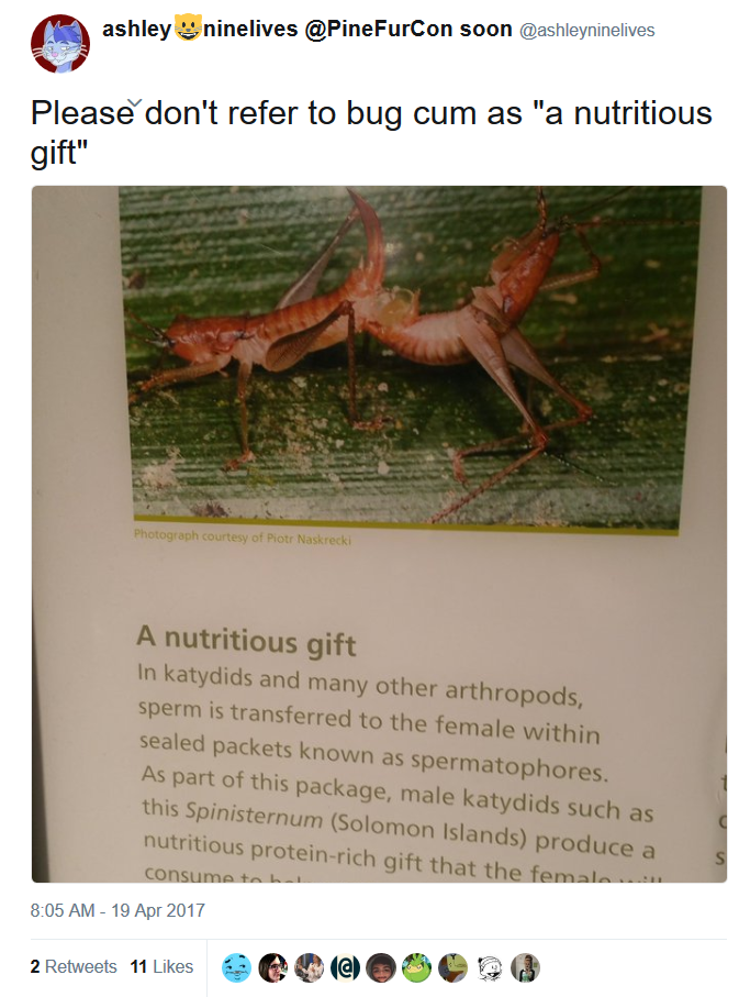 bugcum1.png
