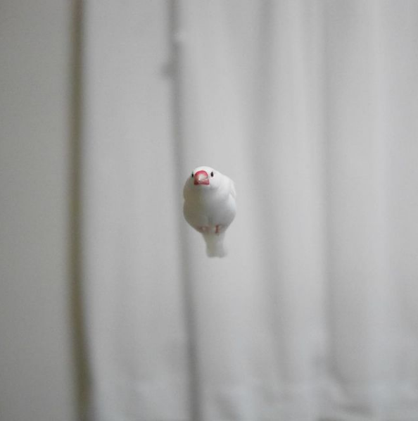 bunchobean.png
