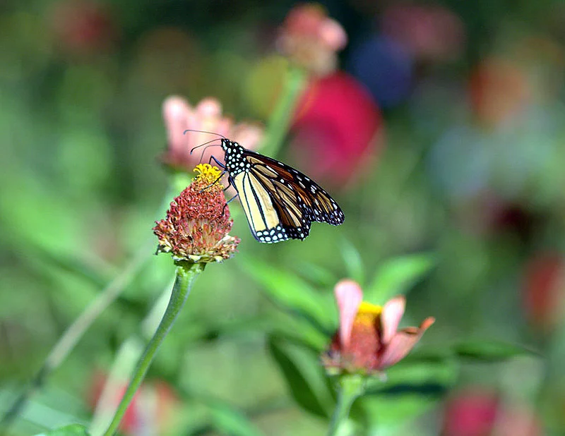 butterfly.webp