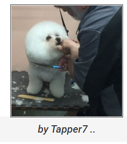 by tapper7.png