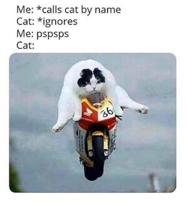c0ccc98f0997d40571bf31ed54e6f3fb_width-300.jpeg