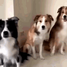 c826e7e7b8f4b0fdfbab2e4a46a5648e2cf0cf155185d1fedc3d565d42c101e1.gif