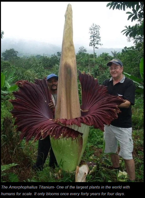 Cap 532 - (3) Crazy Size__ - https___thechive.com_2020_11_10_insane-c.png