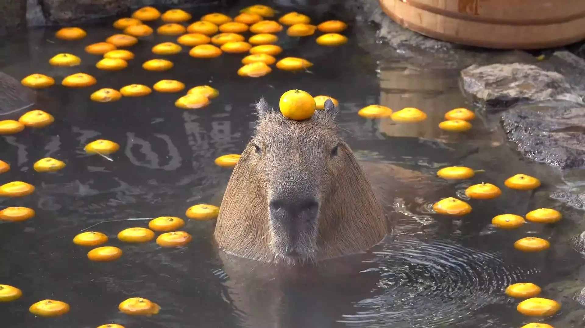 capybara-orange-on-head-background.webp