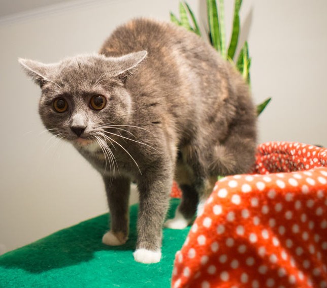 Cat-Cat_Guide-A_scared_cat_showing_the_arched_back_and_flattened_ears~2.jpg